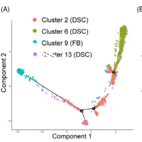 单细胞测序分析
